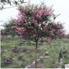 基地直销 紫薇 各种规格 红梅 园林绿化 批发 市政园林