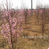 庭院观赏风景树龙柱碧桃 工程绿化批量价低造型优美观赏性强碧桃