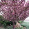 泰安基地常年供应风景绿化樱 花树 造型美观花色观赏强绿化树