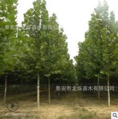 厂家常年供应绿化树法桐 树型好多规格行道绿化树法桐