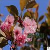 苗圃批发樱花 日本晚樱 规格齐全 绿化工程 量大价优规格全