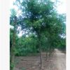 工程园林绿化皂角树1-30公分规格齐全皂荚树绿化园林苗木皂角树