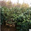 苗圃直销批发茶花树 十八学士、白荷花等工程花卉品种规格齐全