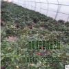 苗圃直销 批发茶梅 山茶科小乔木 品种齐全量多价优