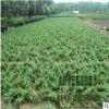 苗圃直销批发沙地柏 防风固沙 高20-100cm 绿化工程量大价优