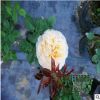 供应月季 爬藤月季蔷薇品种齐全 带花可发货 品种齐全 量多价优