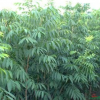 江西无患子介绍