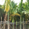 槟榔树 多种规格 中山广州深圳苗木基地直销