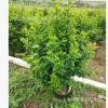 基地批发大红花高90-100厘米　扶桑 绿篱植物 2018年苗木报价