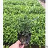 花地供应 九里香袋苗