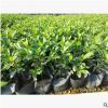 栀子花 袋苗 中山苗木苗木批发