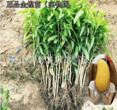 广西基地批发果苗 果树苗 四季芒 金煌芒果苗 芒果苗