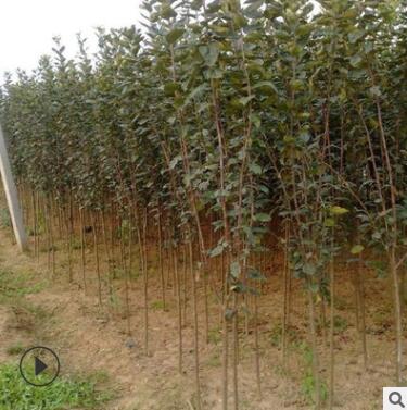 木瓜海棠树苗 园林绿化庭院种植行道苗 基地直销木瓜海棠批发