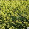 大量批发供应 沙地柏 绿化工程灌木 品种齐全 量多价格优惠