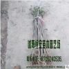 大量供应批发黄杨 灌木 绿化工程苗木品种齐全 量多价优
