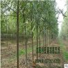 苗圃直销竹柳树价格 绿化工程 竹柳树销售 竹柳行道树 1-20cm