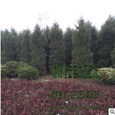 直销批发蜀桧小苗 蜀桧球 中央隔离带蜀桧球规格齐全量大优惠