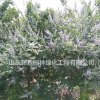 山东昌邑供应穗花牡荆