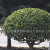大叶黄杨球