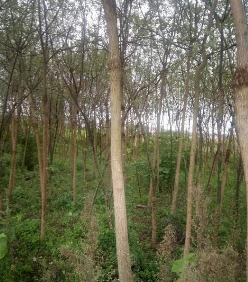 陕西汉中城固县供应柳树，核桃，板栗苗