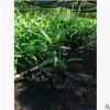 棕竹高25-35厘米地被小袋苗绿化工程苗直销