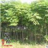 基地批发销售七叶树 供应优质工程绿化苗木七叶枫量大从优