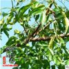 基地批发销售苦楝树苗 园林绿化工程苗木苦楝苗规格齐全量大从优