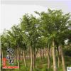 批发重阳木 行道观叶植物 精品盆栽 园林绿化苗木 重阳树