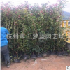 红叶石楠 篱笆大桶苗 管叶 土球好 冠幅好 精品