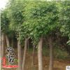 基地直销工程绿化苗木 速生白蜡树苗 行道树白蜡小苗 规格齐全