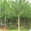 基地直销榆树苗 优质榆树批发 园林绿化工程苗木 规格齐全