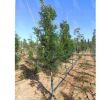 狭叶白蜡‘雷舞德’进口苗木 高标准种植 专业苗木