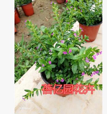 批发室内绿植花卉盆栽 草本植物满天星花苗 盆栽 满天星带花苞