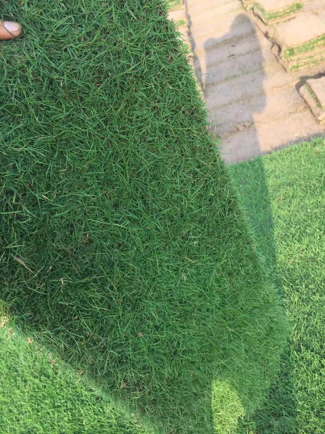 机器起百慕大与黑麦草混播草卷15961543375低价图1