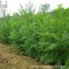 批发朴树树苗 基地直供 绿化苗木工程绿化苗基地 规格全
