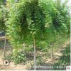 五角枫树苗批发观赏植物行道风景丛生五角枫树工程绿化苗木五角槭