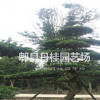 小型精品大叶黄杨造型树