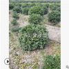 茶梅球 30-250 公分 品种 规格 齐全 土球好 冠幅好 园林 绿化苗
