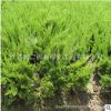基地大量供应 龙柏小苗 小龙柏规格齐全 量大优惠