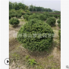 龟甲冬青球 30-200公分 园林 苗圃 树木 绿化工程用苗 萧山直销