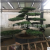 造型罗汉松  造型号 土球好 绿化 苗圃 萧山 苗木
