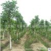 基地直销 马褂木树苗 工程苗木 园林绿化 马褂木鹅掌楸 量大优惠