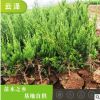 盆栽小龙柏 绿化苗木 青州花草基地直供 公园 园林