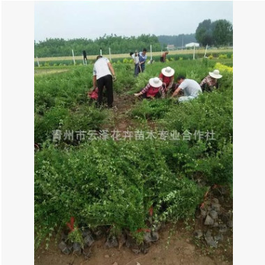 青州苗圃出售梅花、迎春花、迎春梅小苗杯苗盆栽苗 梅花苗木花卉