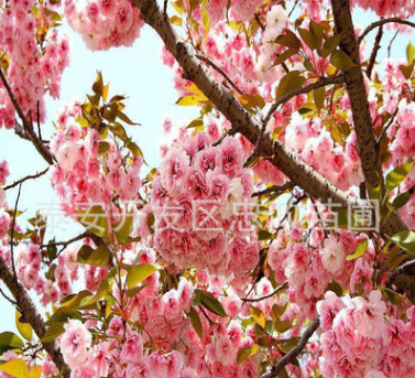 樱花树价格供应3公分5公分8公分10公分各类规格樱花树 园林小区种
