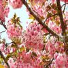 樱花树价格供应3公分5公分8公分10公分各类规格樱花树 园林小区种