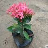 厂家批发小盆栽宫粉龙船花 进口大叶龙船花 观花地被小袋苗批发