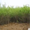 基地供应 优质金银木 货源充足 量大优惠 绿化苗木