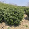 基地直销冬青球 四季常青篱笆植物大叶黄杨球冬青小床规格齐全价