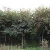 基地直销红榉树 红榉 规格齐全 耐寒耐旱榉树 绿化榉树批发